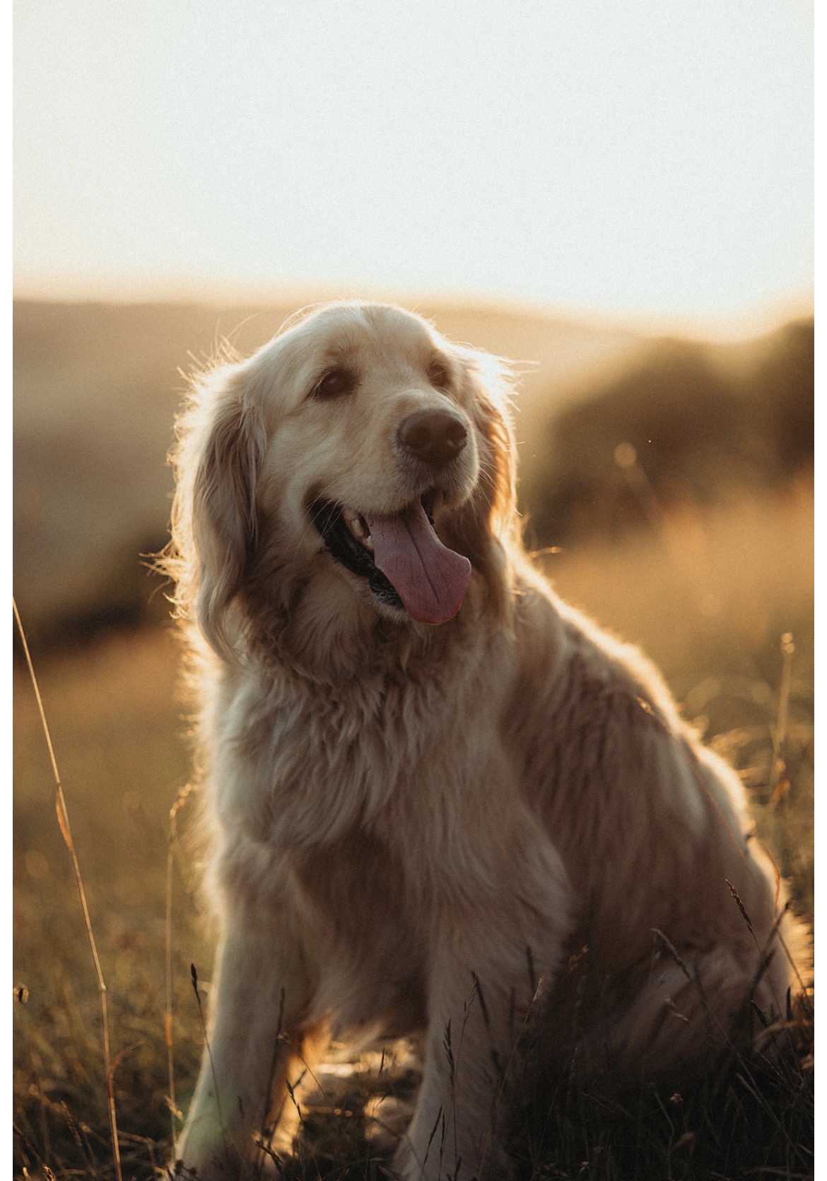 Olaf the therapeutic golden retriever