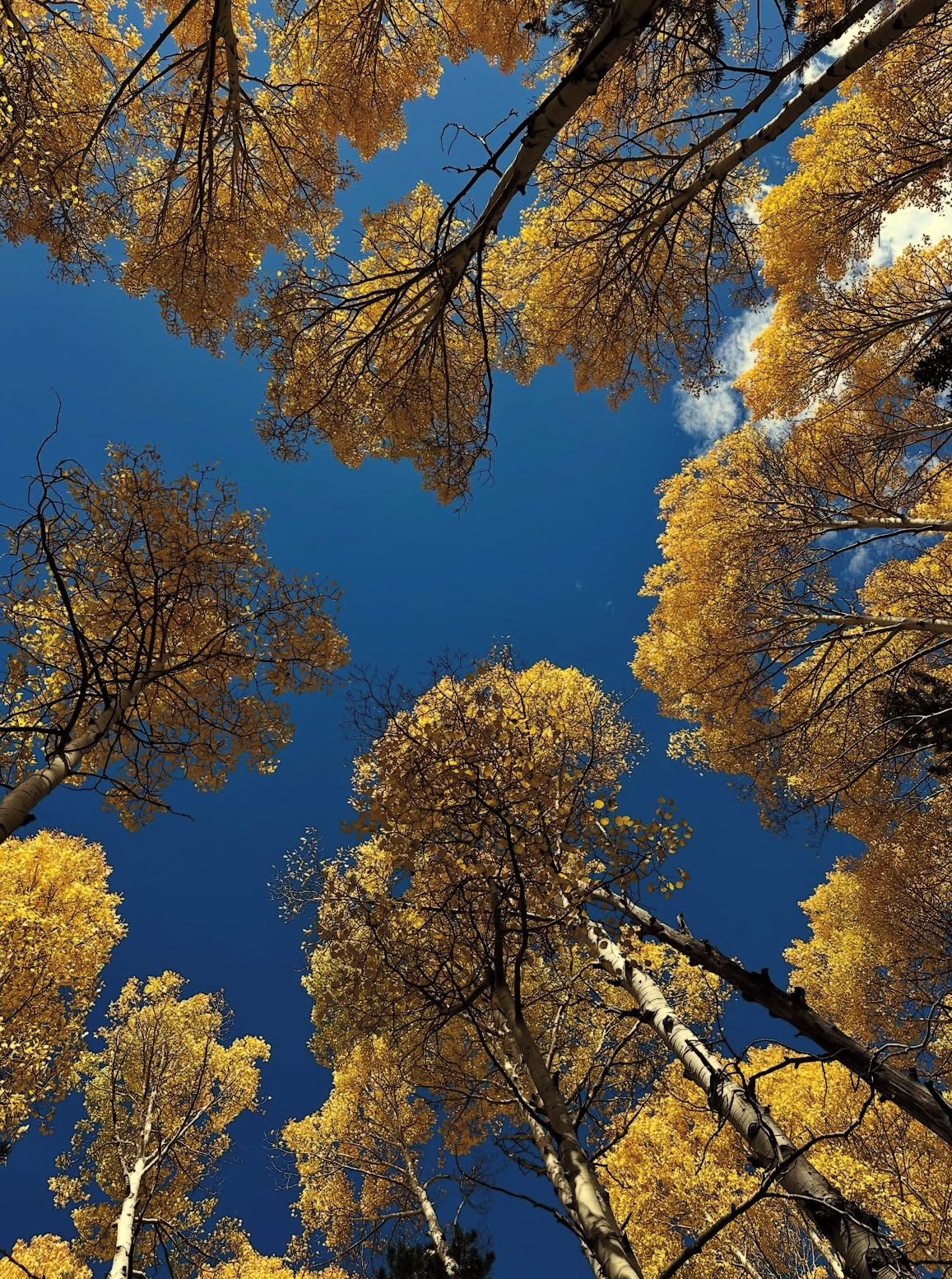 Nature-based somatic therapy